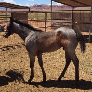 Meet your Posher, Travis